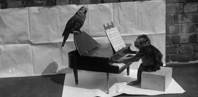A monkey playing piano
